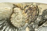 Iridescent Ammonite (Deshayesites & Aconeceras) Cluster - Russia #207463-8
